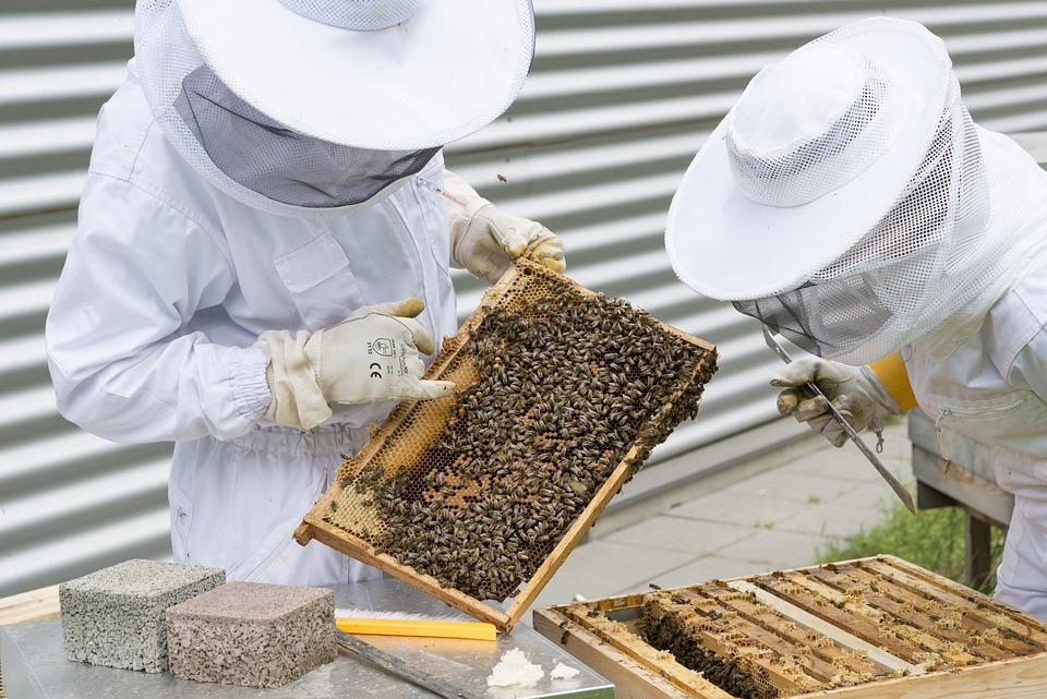 two beekeepers working with bees