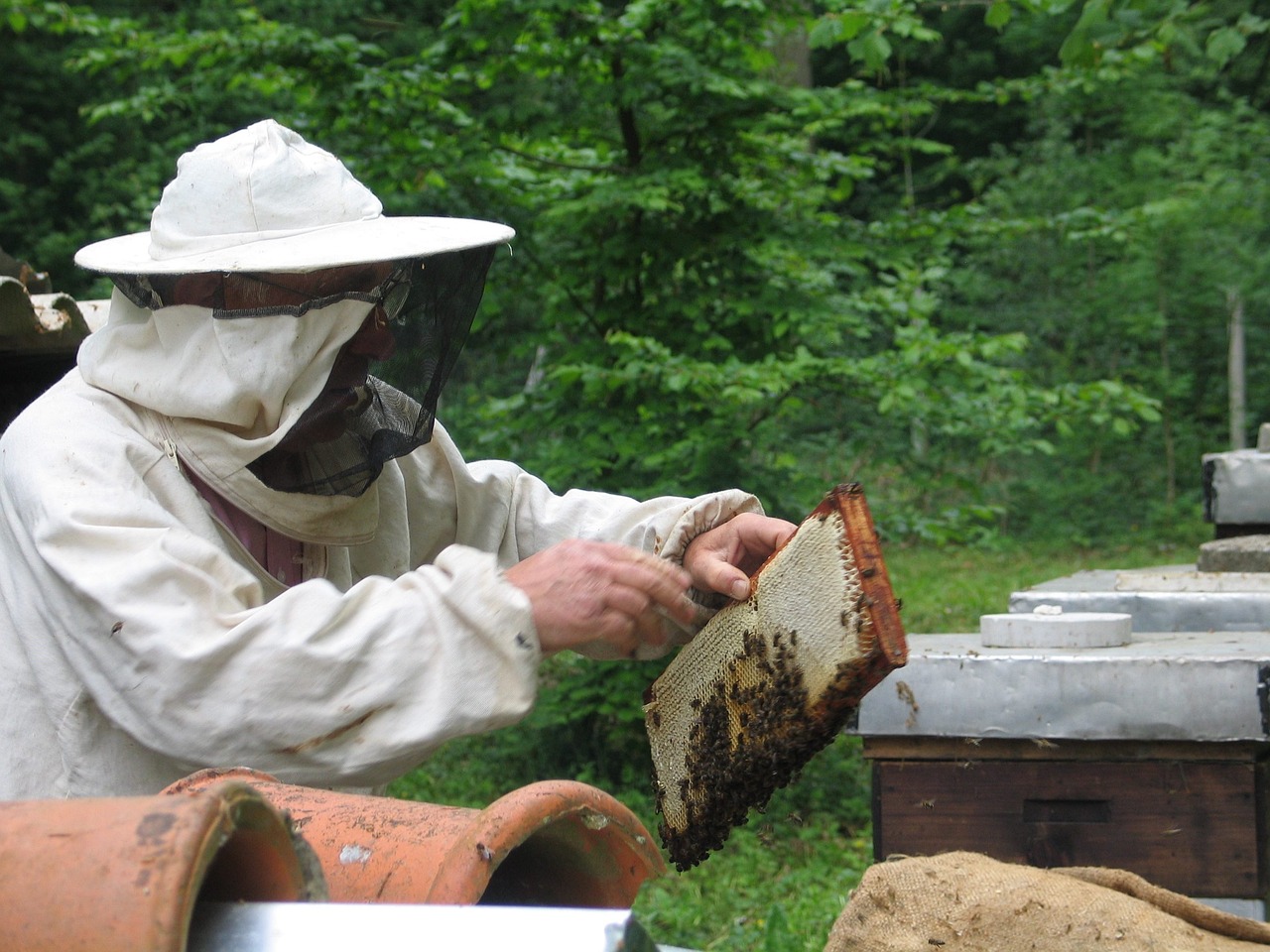 a beekeeper with bees