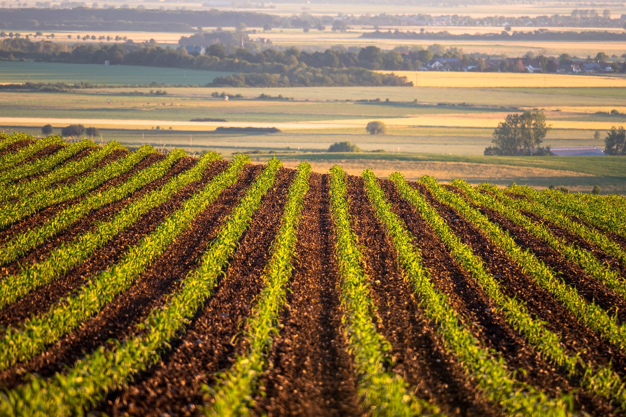 corn field