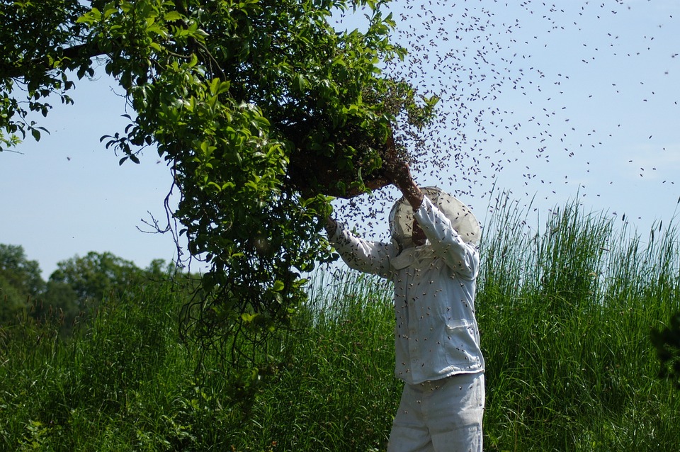 beekeeper collecting a swarm