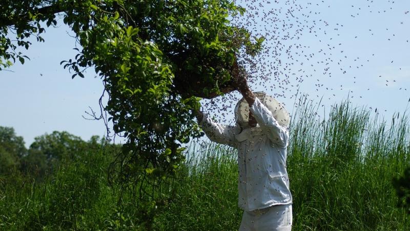 beekeeper collecting a swarm