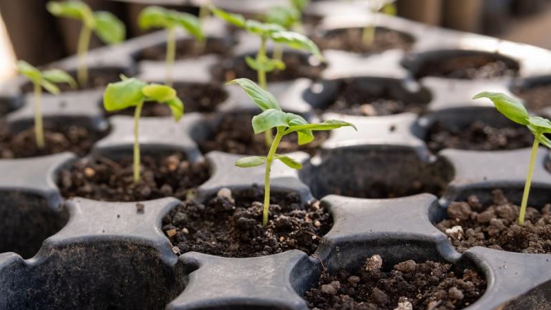 seedlings growing in small containers